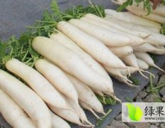 锦州凌海萝卜品种优良 种类多 价格详谈