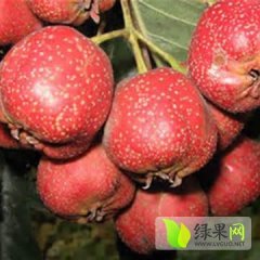 费县山楂火热上市 质量好 营养丰富