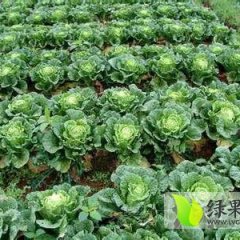 巨野甘蓝大获丰收 0.25元/斤 量大从优