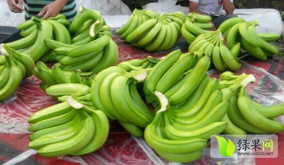香蕉价格