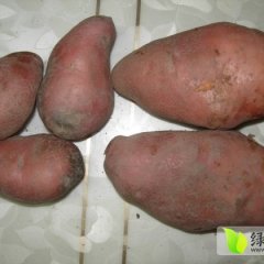 原州六盘强建鹏9月红皮洋葱