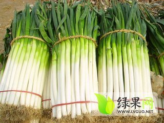 2014年河北玉田长白大葱价格