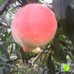 唐山蜜桃个头大 口感甜 颜色半红