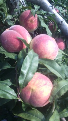 青州蜜桃刚上市 个大 果面漂亮 口感脆甜