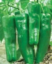 安徽砀山301辣椒大量上市 高品质 低价位