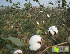 随州籽棉已大量上市 质优价廉 欢迎来洽谈