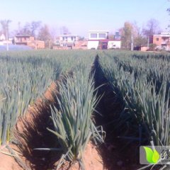 山东滕州铁杆大葱假一赔十