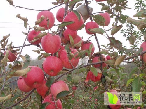 2014年陕西蒲城粉红女士价格