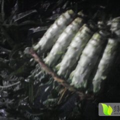郯城莴苣 叶色鲜亮 卖相好 无裂口
