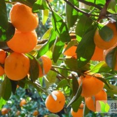 2014临川柑橘今年价格有看点