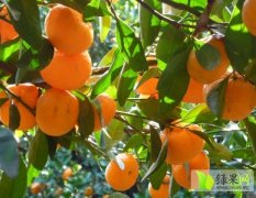 2014临川柑橘今年价格有看点