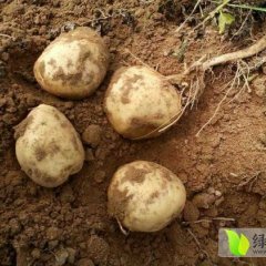 鄂托克前旗紫花白土豆芽浅 色泽光润 口感好