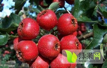 平邑山楂上色均匀 色泽鲜亮 个头大 卖相好