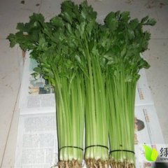 阳谷七级雷福长1月玻璃翠芹菜