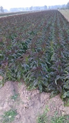 郯城山东张庆锋10月福建永安红莴苣