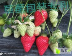 2014东港草莓钱多人傻速来抢购