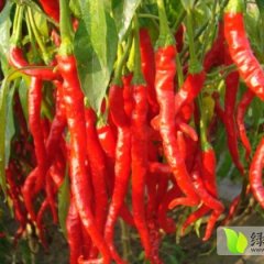 昌吉线椒价品种优 质量好 纯绿色无公害食品