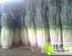 锦州大葱质量上乘 茎粗白长 无病虫害