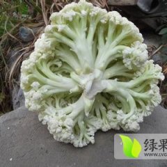 聊城有机菜花基地