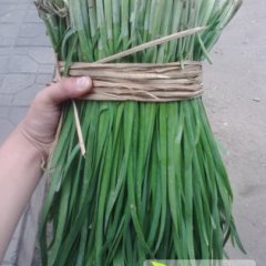 2014香河韭菜俏销大江南北