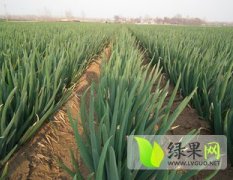 青州铁杆大葱大小均匀 白长叶绿 无病害