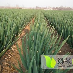 青州铁杆大葱大小均匀 白长叶绿 无病害