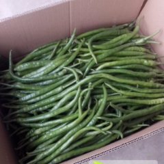 蒲城平头黄超10月棍棍辣椒