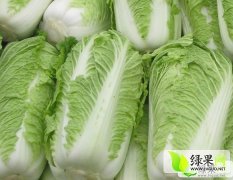 吉林公主岭91-12白菜名优产品