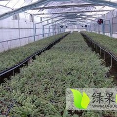 云南出售大概有一吨铁皮石触 黄草
