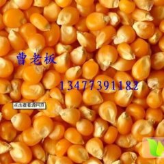 2014钟祥玉米今年价格有看点