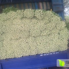 铜山芹菜芹菜品质优，杆亮黄，粗细均匀