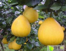四川东坡琯溪蜜柚柚子品质优良