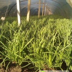 河北乐亭供应白根韭菜 价格每斤1.4元-2.0元