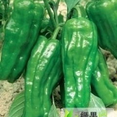 费县301辣椒辣椒品质好 价格便宜