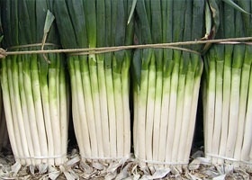 费县大葱大量上市 面积大 葱白长