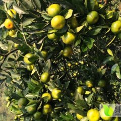 柳州蜜桔产量大 甘甜可口 欢迎来洽谈订购