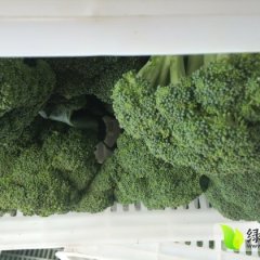 邱县大量品质好的西兰花欲出售 价格详谈