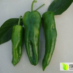 夏邑胡桥陈团结10月301辣椒