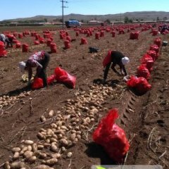 大量供应内蒙古优质土豆 量大质优
