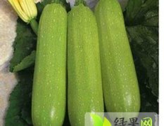 东昌府大量供应春秋季优质绿皮西葫芦