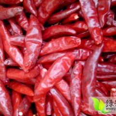 金乡辣椒周卫东诚信合作