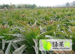 山东沂南福建永安红莴苣品质优良