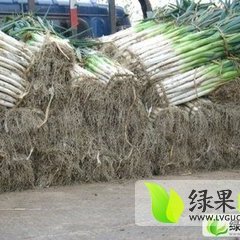 北林红生姚广学9月长白大葱