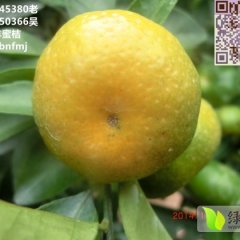 江西南丰蜜橘:市山镇老吴