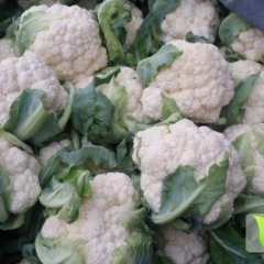 河南新野种植菜花30年~！价格最优质量最好