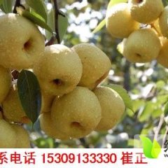临渭梨酥梨个头大 果面好 口感醇