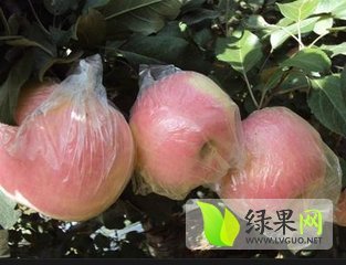 2014年陕西大荔红富士价格