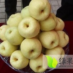 2014大荔梨俏销大江南北