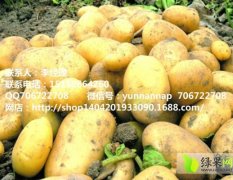 云南罗平县一年三季种植马铃薯