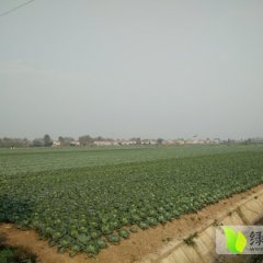 嘉鱼荷兰皮球甘蓝开始预定 欢迎您的到来